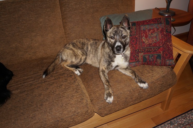 Гиеновидная собака