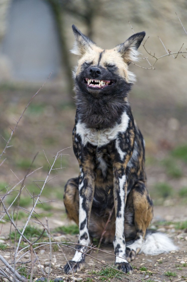 Гиеновая собака