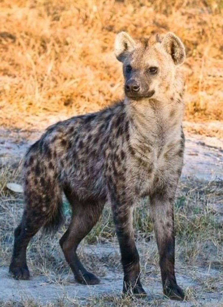 Африканская гиеновая собака