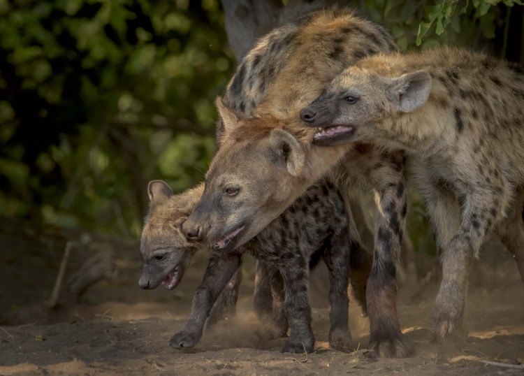 Гибрид гиены и собаки