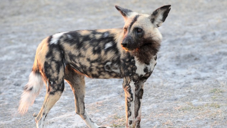 Гиеновидная собака купить