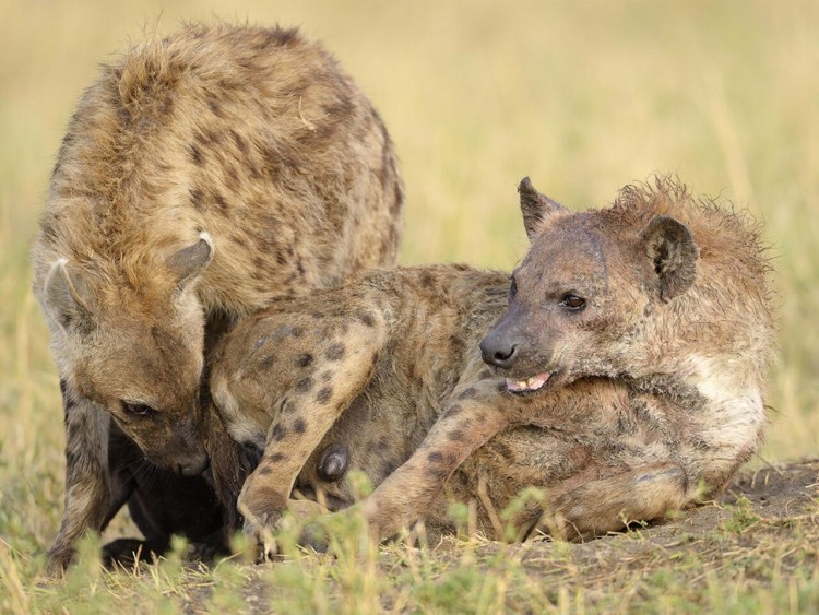 Гиеновидные собаки заповедник