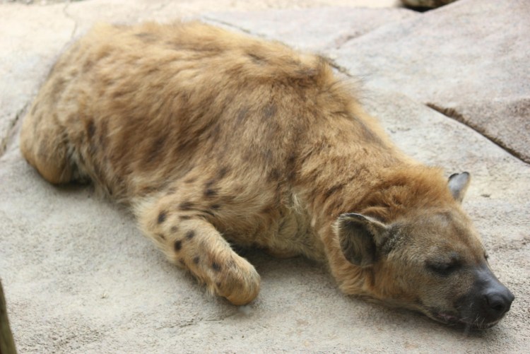 Африканская гиеновая собака саванны