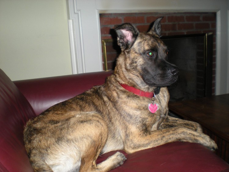 Гиена Динго