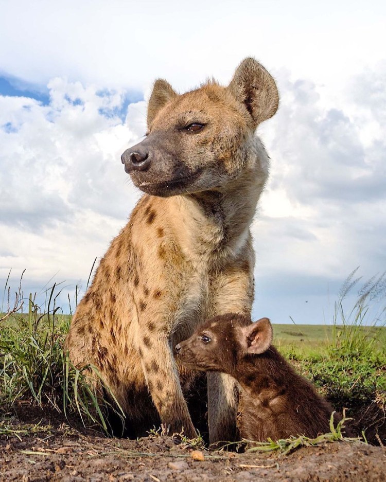 Гибрид гиены и собаки