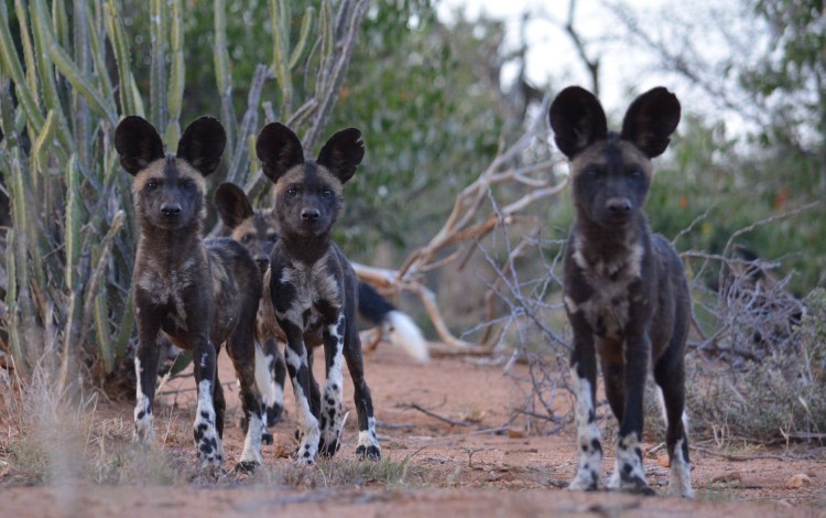 Систематика гиеновидной собаки