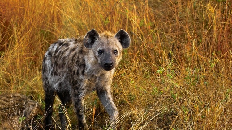 Гиена Африканская