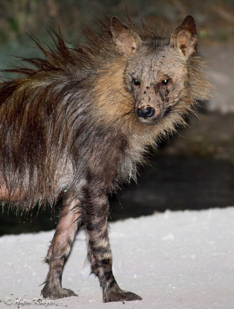 Земляной волк (Proteles cristatus)