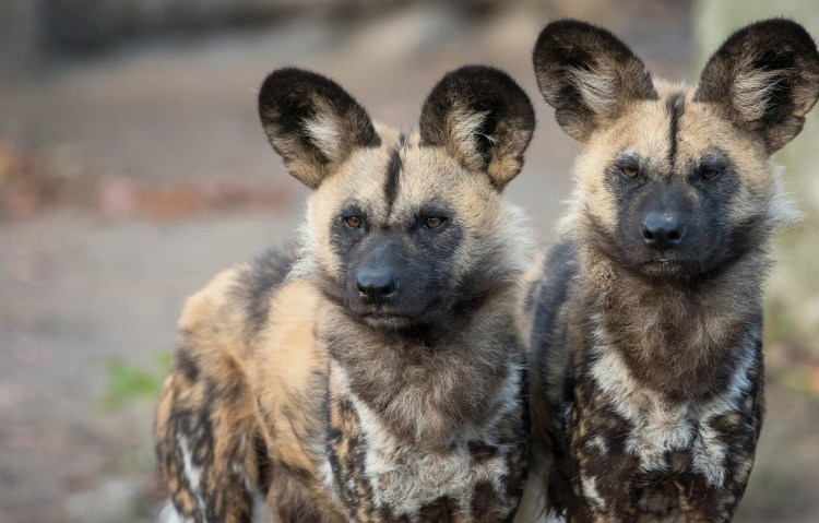 Три гиены фото