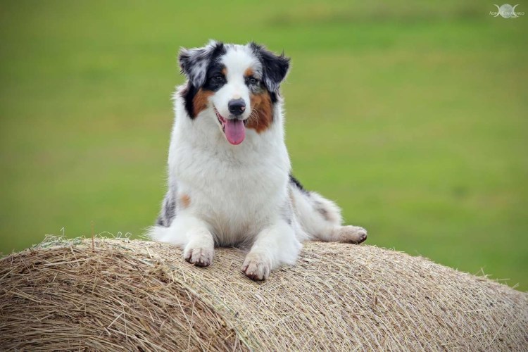Мармадюк собака порода собак
