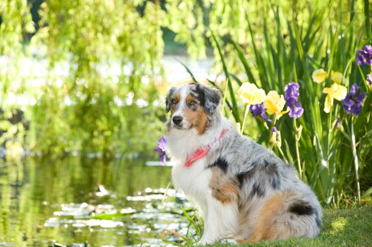 Австралийская овчарка Мармадюк