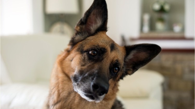 Мармадюк (Marmaduke) 2010