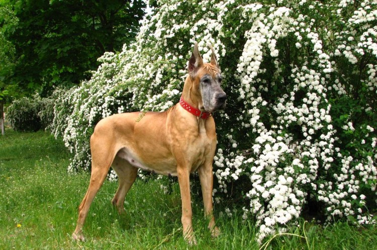 Датский дог Мармадюк