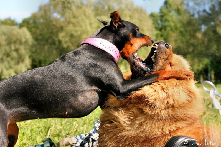 Датский дог купить