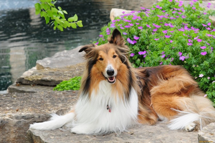 Мармадюк собака Стейси