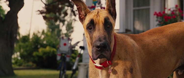 Датский дог Мармадюк