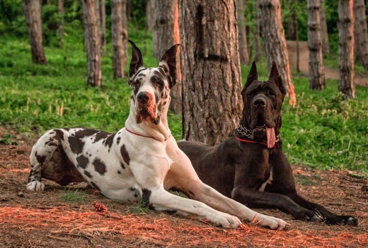 Мармадюк дракон