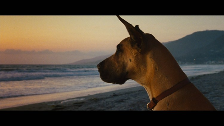 Мармадюк (Marmaduke) 2010