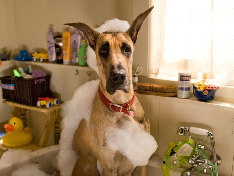 Доберман и мастифф