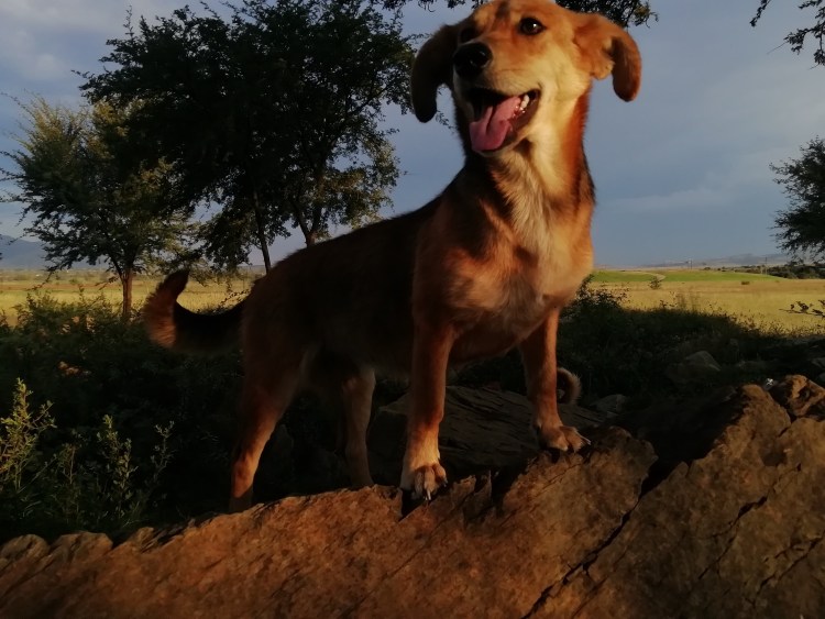 Мармадюк (Marmaduke) 2010