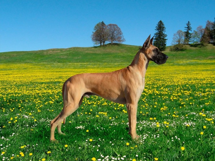 Мармадюк овчарка