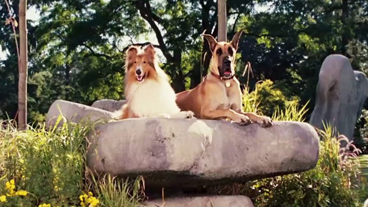 Пикарди французская овчарка