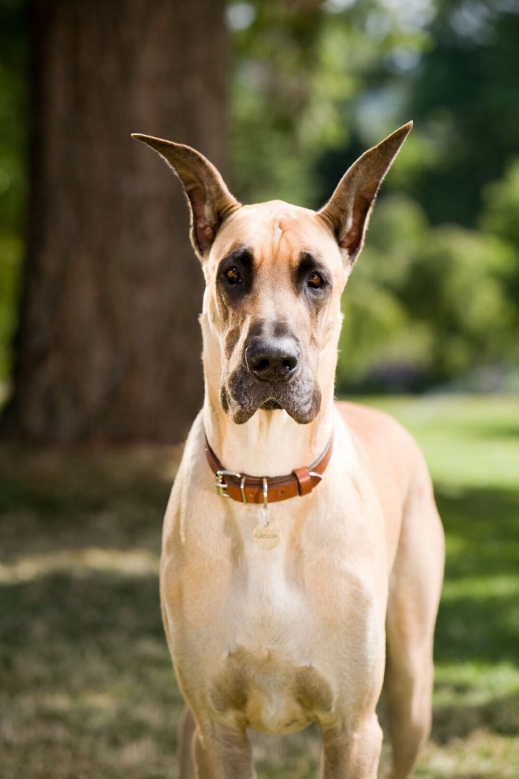 Датский дог Мармадюк