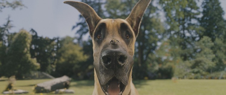 Мармадюк мультфильм 2022