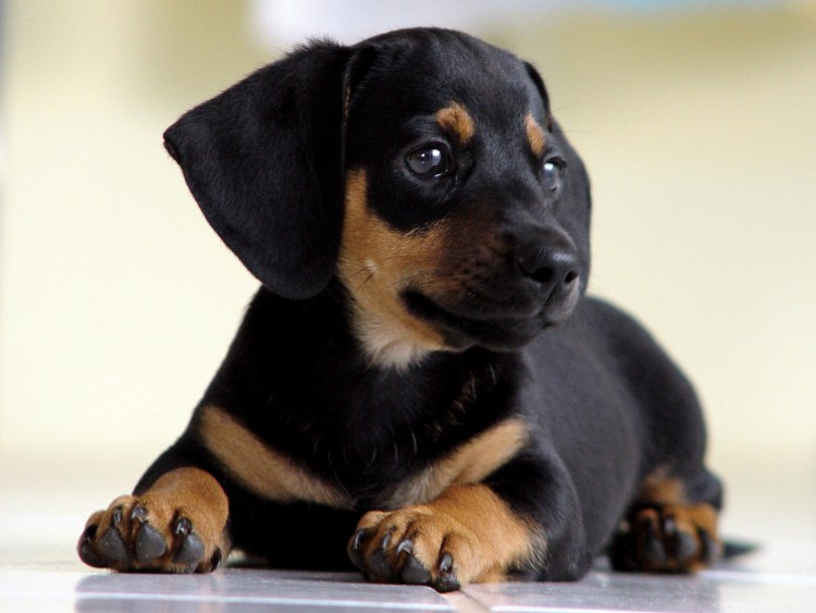 Бернский зенненхунд