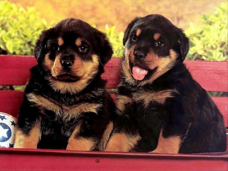 Бигль терьер карликовый