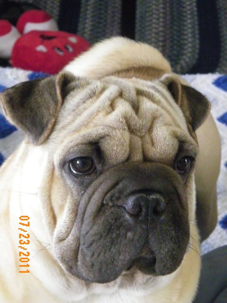 Мопс и французский бульдог шарпей