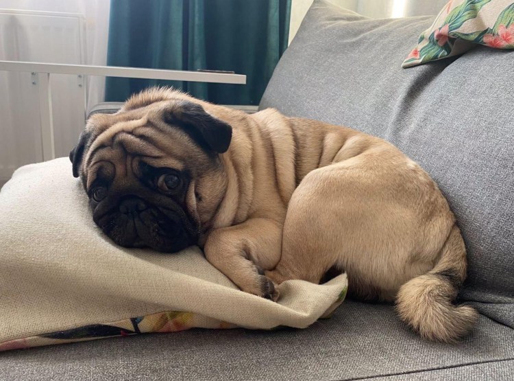 Мопс шарпейный Тип