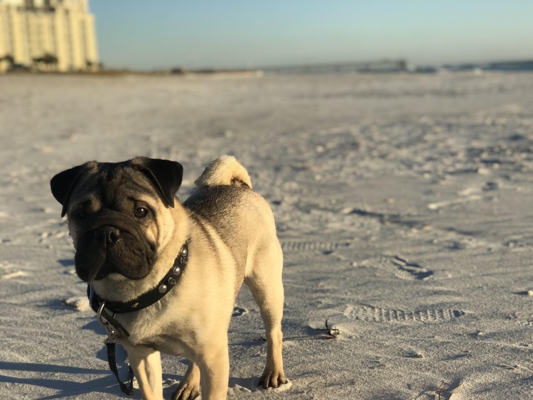 Метис МОПСА И шарпея