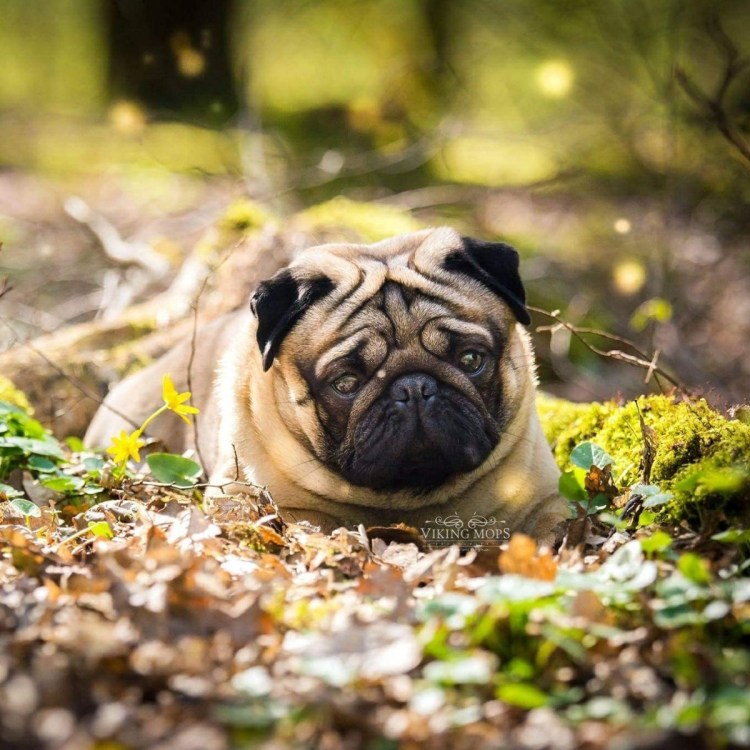 Мопс шарпейный Тип