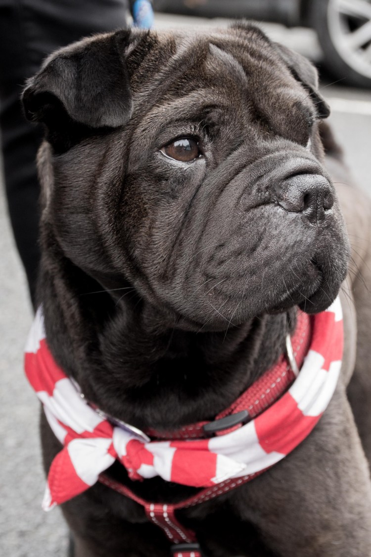 Королевский Мопс