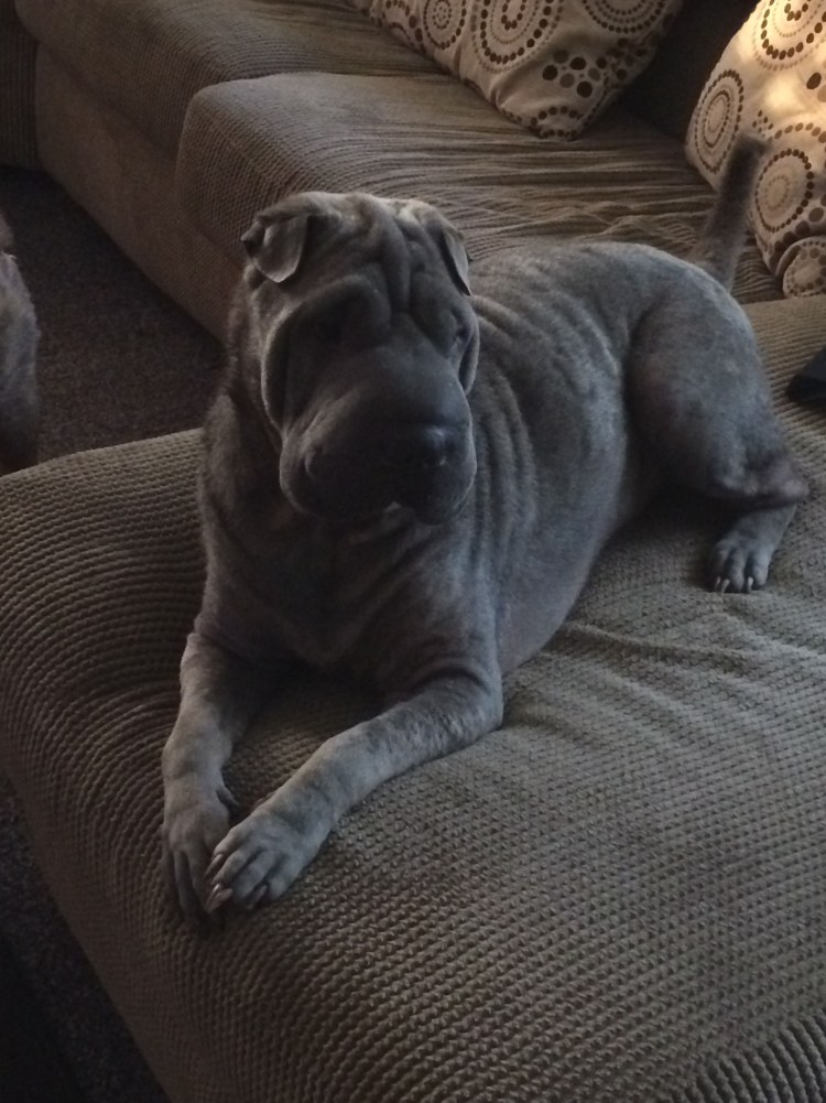 Чистокровный шарпей