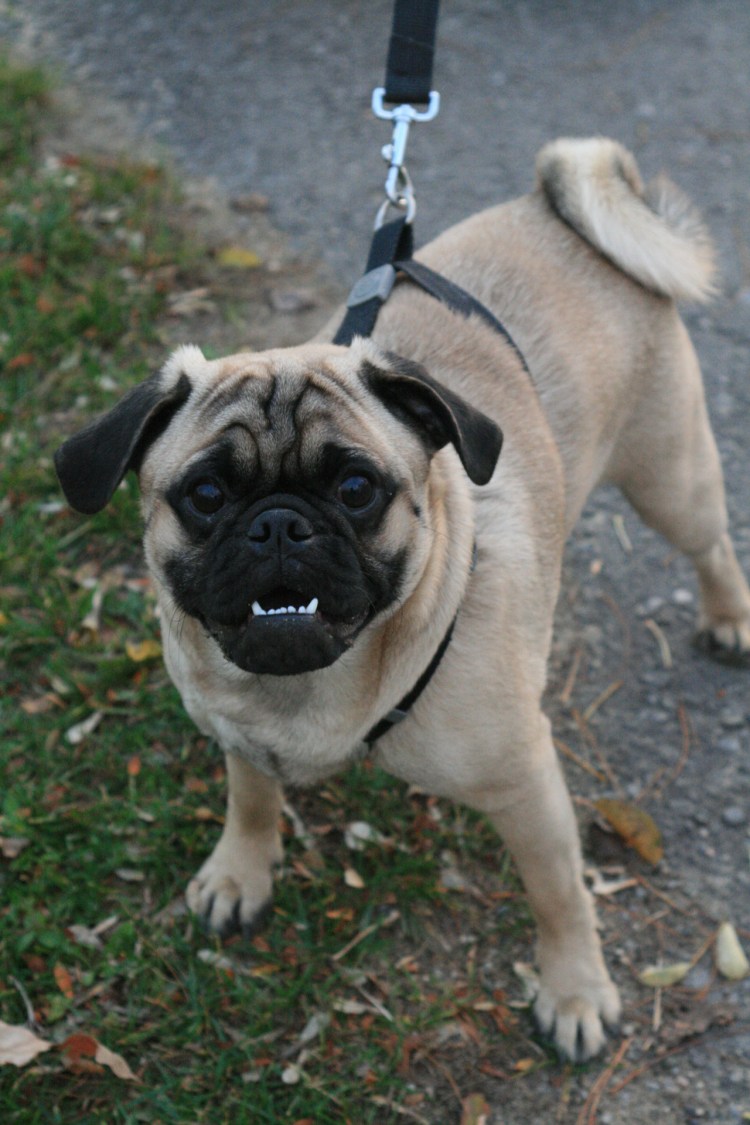 Шарпейный Мопс Англия