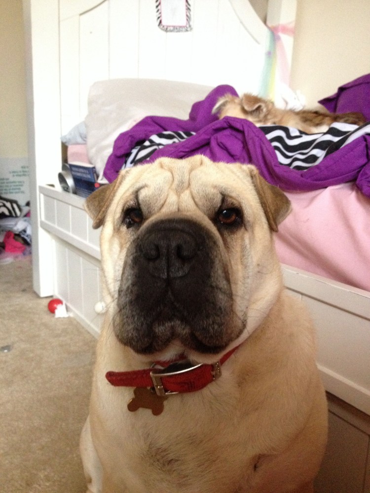 Шарпей и Мопс