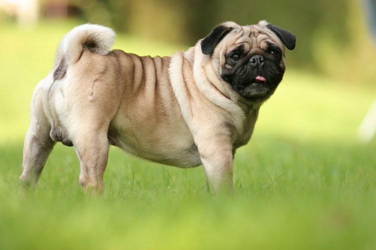 Терьерный Мопс