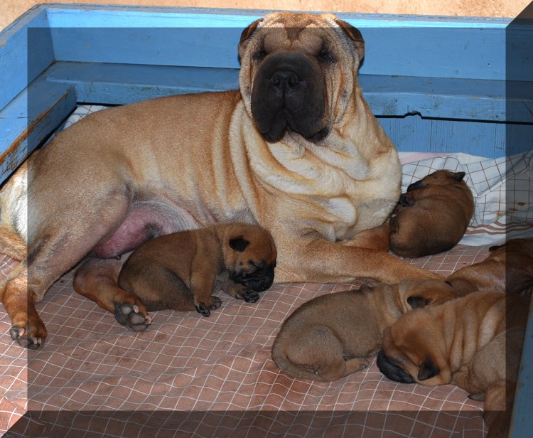 Канадский шарпей