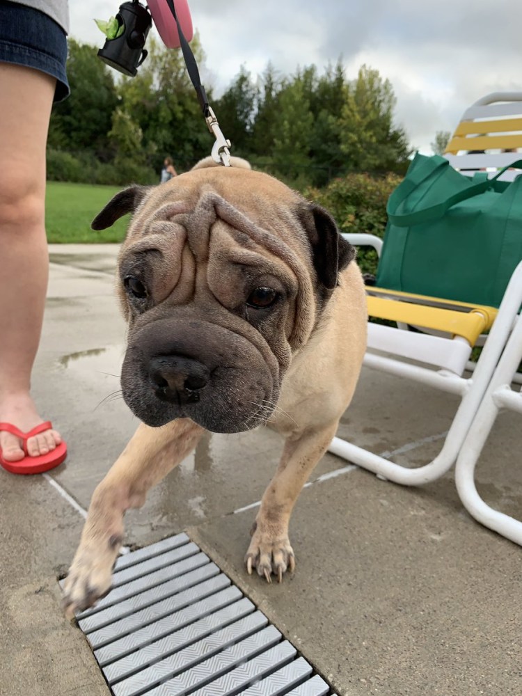 Мопс шарпейный Тип