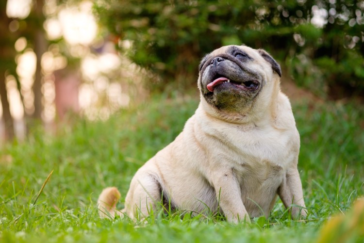 Мопс kuchuk sotiladi