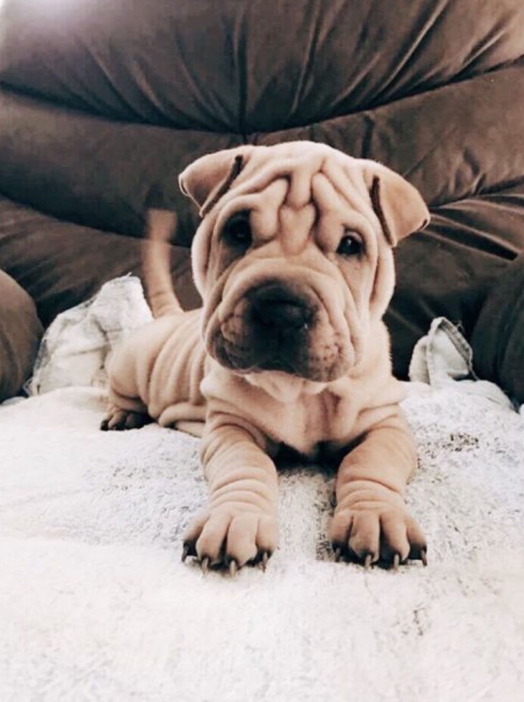 Шарпей и бульдог