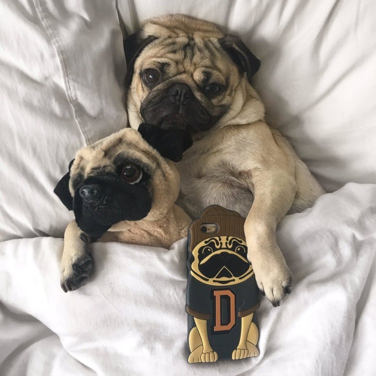 Терьерный Мопс