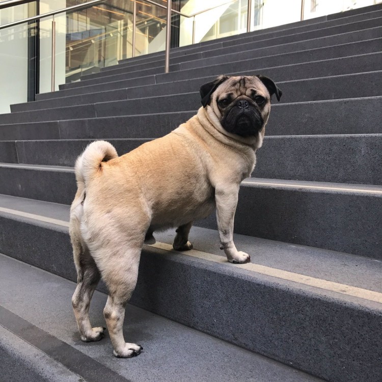 Бойцовский Мопс