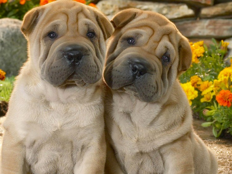 Бойцовский Мопс