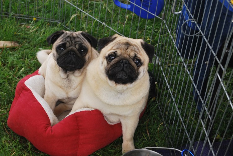 Мопс шарпейный Тип