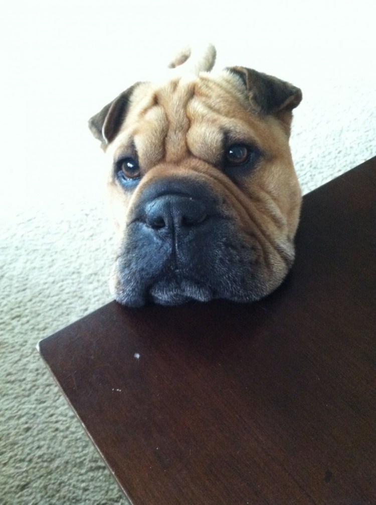 Шарпей и чихуахуа