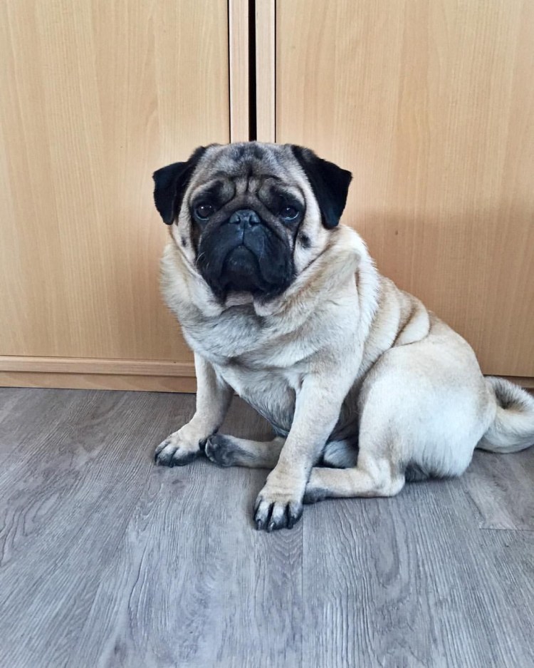 Стаффордский шарпей