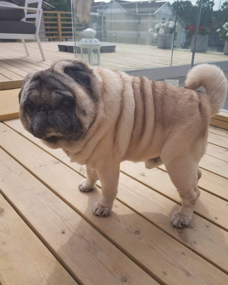 Мопс бойцовская порода